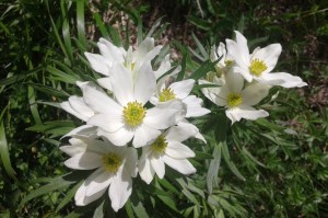 anemone narcissiflora (1200 x 799)